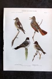 Eaton Birds of New York 1914 Print. Olive Sided & Crested Flycatcher 67
