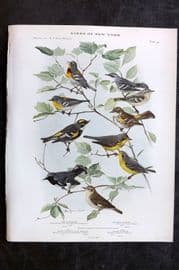 Eaton Birds of New York 1914 Print. Parula, Cerulean, Canada Warbler 94