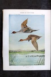 Eaton Birds of New York 1914 Print. Pintail 15