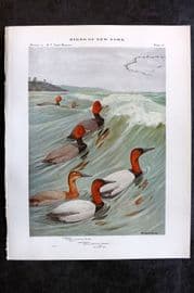 Eaton Birds of New York 1914 Print. Redhead, Canvasback 16