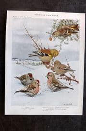 Eaton Birds of New York 1914 Print. Redpoll, Goldfinch, Pine Siskin 78