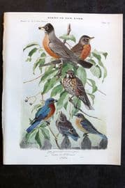 Eaton Birds of New York 1914 Print. Robin & Bluebird 106