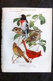 Eaton Birds of New York 1914 Print. Rose-Breasted Grosbeak, Cardinal 85