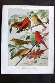 Eaton Birds of New York 1914 Print. Scarlet & Summer Tanager 87