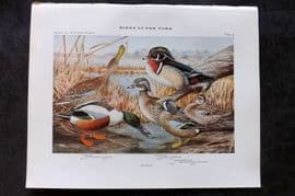Eaton Birds of New York 1914 Print. Shoveller, Wood Duck 14