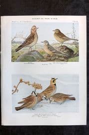 Eaton Birds of New York 1914 Print. Skylark, Pipit, Horned Lark, Prairie Lark 69