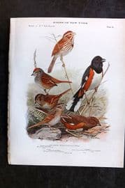 Eaton Birds of New York 1914 Print. Song, Swamp, Lincoln's Sparrow. Towhee 84