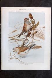 Eaton Birds of New York 1914 Print. Tree Sparrow 80