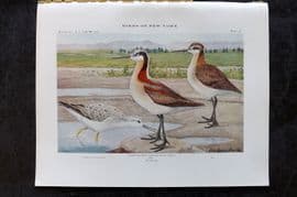 Eaton Birds of New York 1914 Print. Wilson Phalarope 30