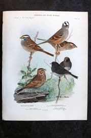 Eaton Birds of New York 1914 White Throated, Crowned, Vesper Sparrow, Junco 82