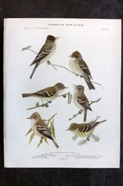 Eaton Birds of New York 1914 Wood Pewee, Alder, Yellow Bellied & Flycatcher 68