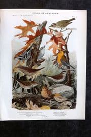 Eaton Birds of NY 1914 Black & White, Worm Eating, Protontary Warbler, Oven 92