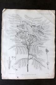 Fitch 1870's Antique Botanical Print. Albizzia Brachycalyx 29-37