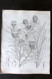 Fitch 1870's Antique Botanical Print. Berkheya Spekeana 29-66