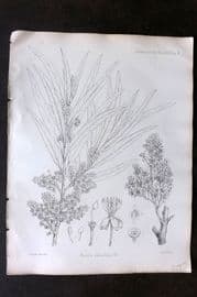 Fitch 1870's Antique Botanical Print. Boscia Salicifolia 29-06