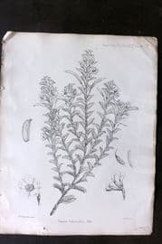 Fitch 1870's Antique Botanical Print. Cassia Falcinella 29-36