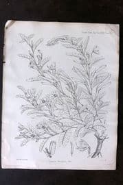 Fitch 1870's Antique Botanical Print. Cassia Grantii 29-35