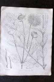 Fitch 1870's Antique Botanical Print. Clematis Chrysocarpa 29-01
