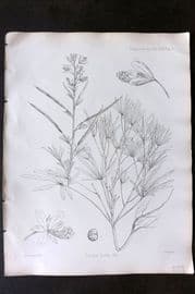 Fitch 1870's Antique Botanical Print. Cleome Hirta 29-04