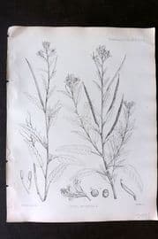 Fitch 1870's Antique Botanical Print. Cleome Monophylla 29-05