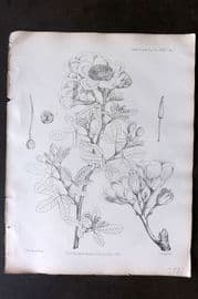 Fitch 1870's Antique Botanical Print. Cochlospermum Niloticum 29-07