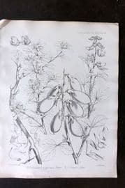 Fitch 1870's Antique Botanical Print. Crotalaria Nigricans & Grantii 29-26