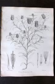Fitch 1870's Antique Botanical Print. Dicoma Karaguensis 29-70