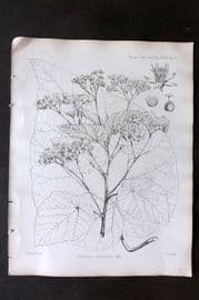 Fitch 1870's Antique Botanical Print. Dombeya Reticulata 29-15