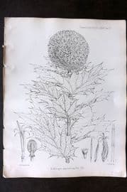 Fitch 1870's Antique Botanical Print. Echinops Amplexiculis 29-67