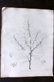 Fitch 1870's Antique Botanical Print. Elaeodendron Aethiopicum 29-21