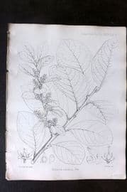 Fitch 1870's Antique Botanical Print. Embelia Nilotica 29-71