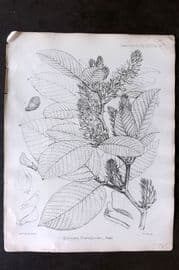Fitch 1870's Antique Botanical Print. Eriosema Flemingioides 29-34