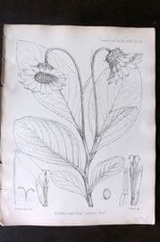 Fitch 1870's Antique Botanical Print. Erythrocephalum Nutans 29-69