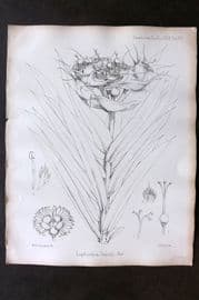 Fitch 1870's Antique Botanical Print. Euphorbia Grantii 29-93
