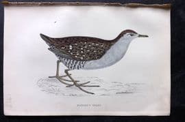 Francis Morris 1867 Hand Col Bird Print. Baillon's Crake