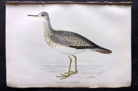 Francis Morris 1867 Hand Col Bird Print. Bartram's Sandpiper