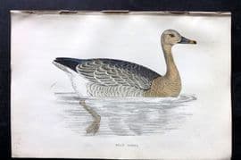 Francis Morris 1867 Hand Col Bird Print. Bean Goose