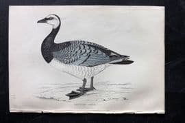 Francis Morris 1867 Hand Col Bird Print. Bernicle Goose