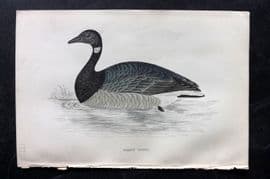 Francis Morris 1867 Hand Col Bird Print. Brent Goose