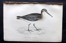 Francis Morris 1867 Hand Col Bird Print. Broad-Billed Sandpiper