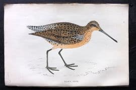 Francis Morris 1867 Hand Col Bird Print. Brown Snipe