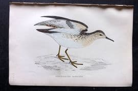 Francis Morris 1867 Hand Col Bird Print. Buff Breasted Sandiper