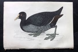 Francis Morris 1867 Hand Col Bird Print. Coot