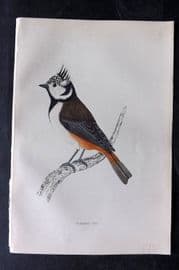 Francis Morris 1867 Hand Col Bird Print. Crested Tit