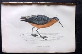 Francis Morris 1867 Hand Col Bird Print. Curlew Sandpiper