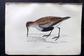 Francis Morris 1867 Hand Col Bird Print. Dunlin