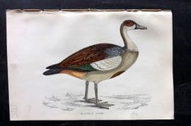 Francis Morris 1867 Hand Col Bird Print. Egyptian Goose