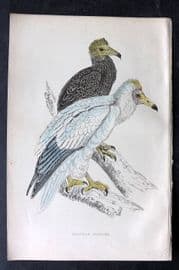 Francis Morris 1867 Hand Col Bird Print. Egyptian Vulture