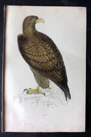 Francis Morris 1867 Hand Col Bird Print. Erne