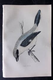 Francis Morris 1867 Hand Col Bird Print. Great Shrike